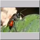 Tachysphex sp - Grabwespe w01a 8mm Sandgrube Niedringhaussee.jpg